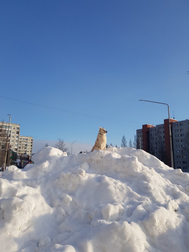 Живность из сети