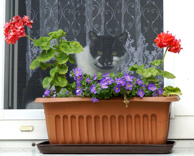 Дикий котовторник 11.06.19