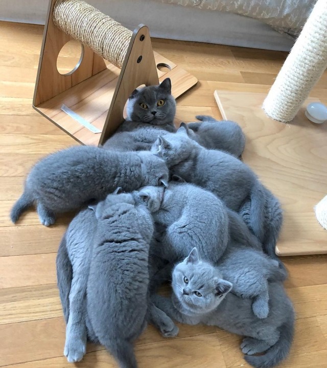 Забавные фото котеек