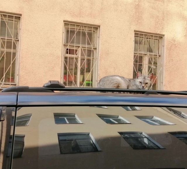 Котейка набралась сил
