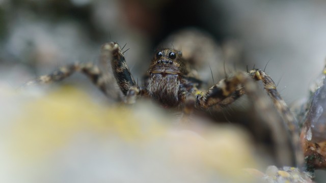 Про макросъемку и Tamron 90/2.8