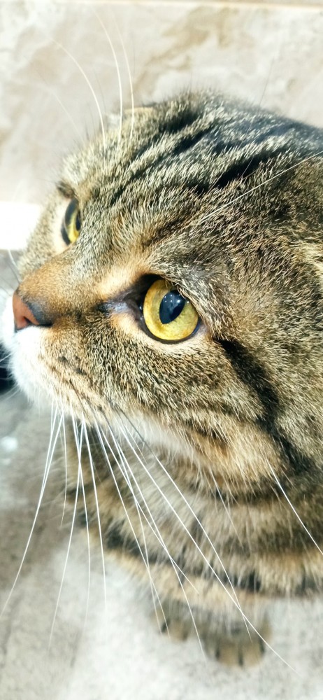 Котовторник. Добавляйте своих