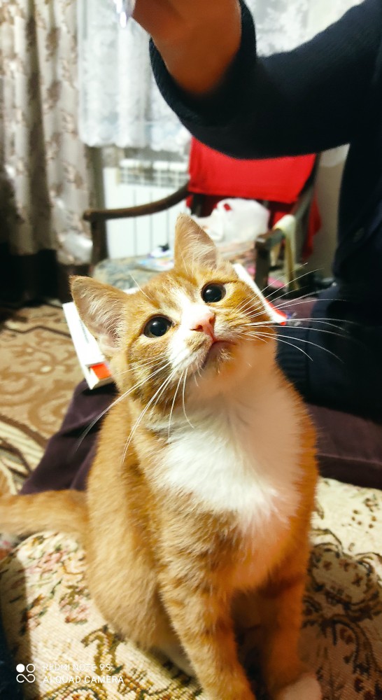 Котовторник. Добавляйте своих