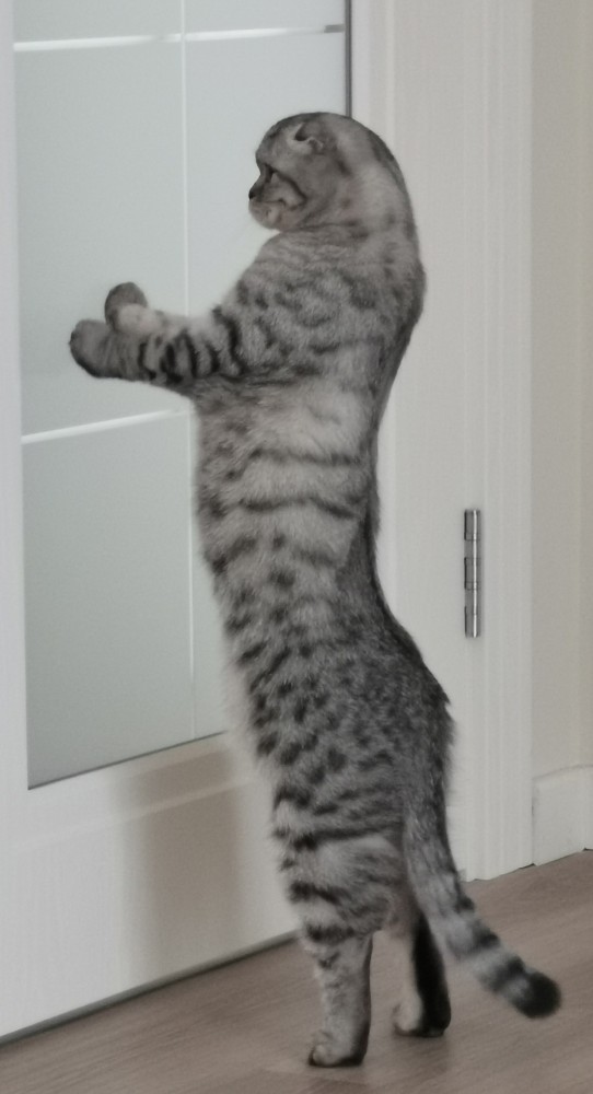 Котовторник же!