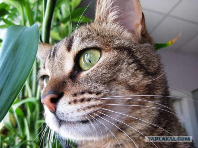 Вторник-кото