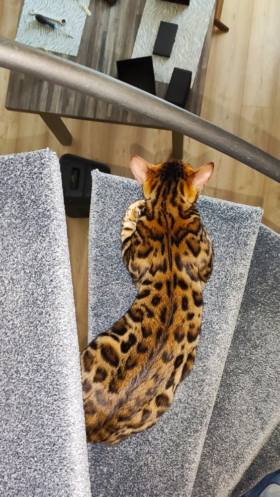 Кошка ашера: что за зверь?