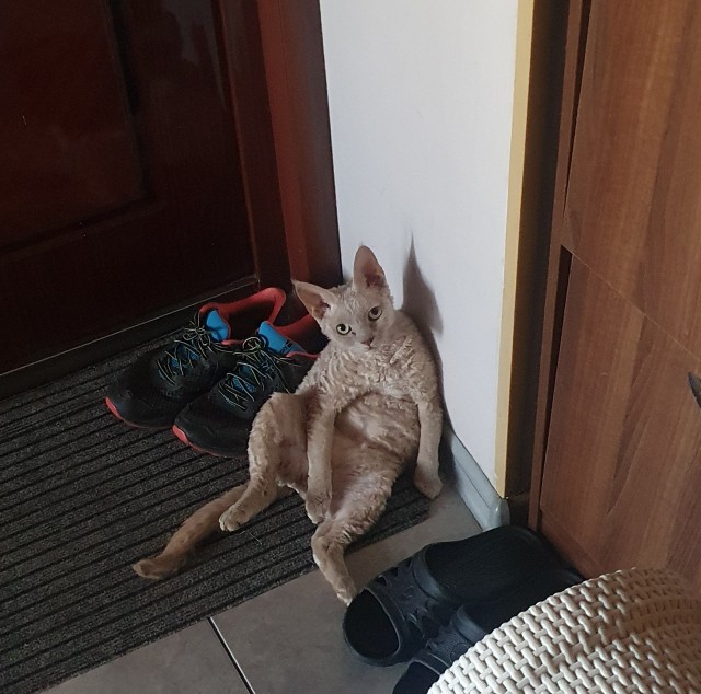 Котовторник так котовторник