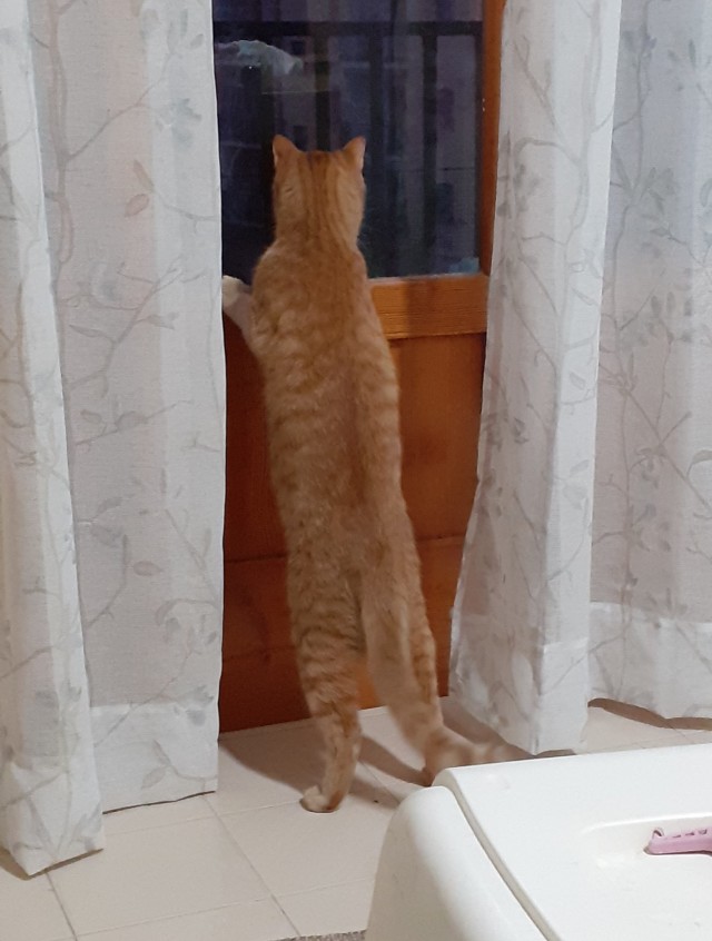 Наш защитник. Котовторнику посвящается
