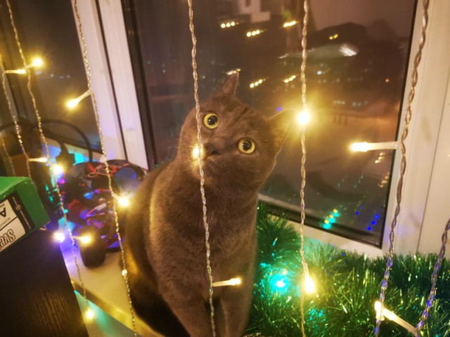 Вторник. Котэ. Пора