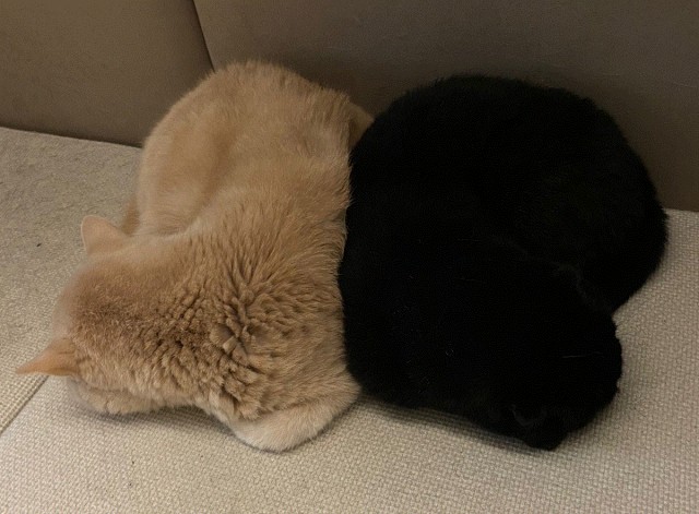 Котовторнику посвящается