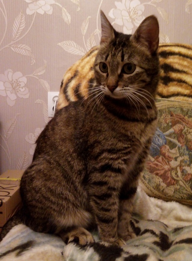 Котовторник