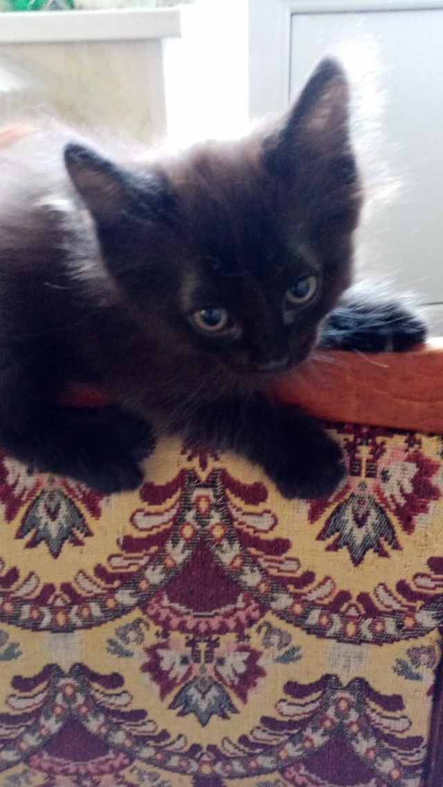 Котовторник