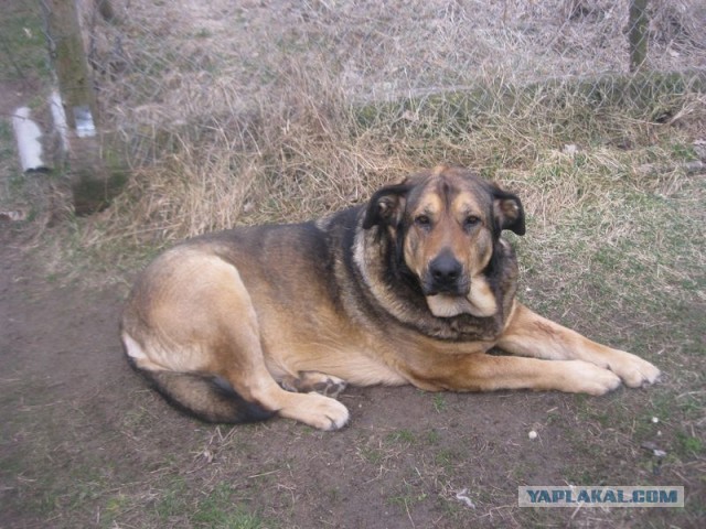 Жизнь домашнего приюта для котеек 389