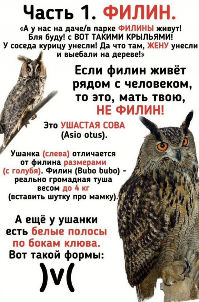 Картинки и мемы для настроения - 29