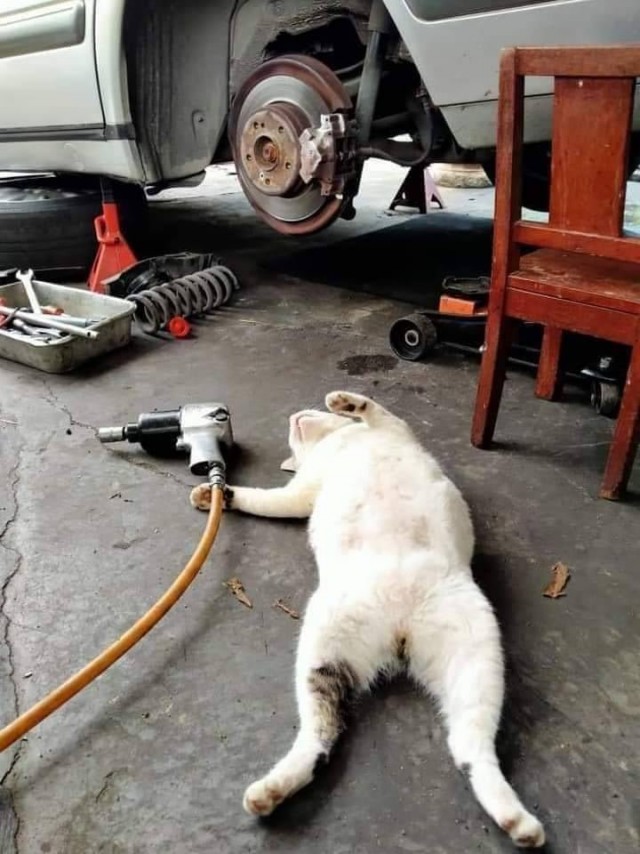 Коты-работяги