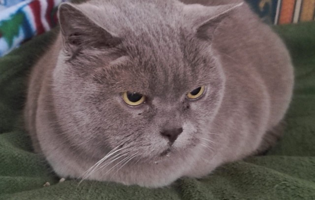 Совпало же? В котовторник