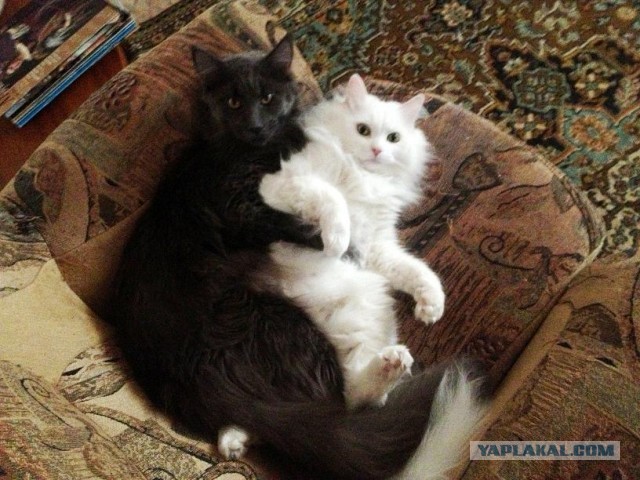 Котовторник 09.04.2013