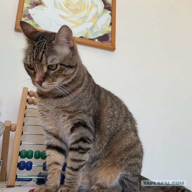 Котовторник! 16+ Коллеги-рабы, отмечаемся, у кого хозяину много лет!