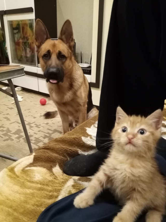 Котовторник. Моему мультяшке 1 год