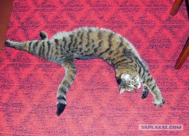 Котовторник 30.04.2013