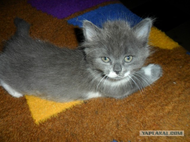 Котовторник 30.04.2013