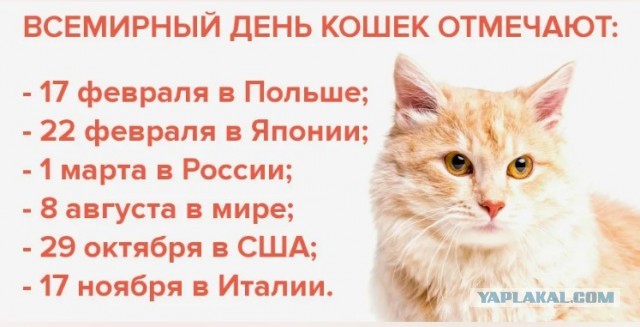 Все собаки дураки!