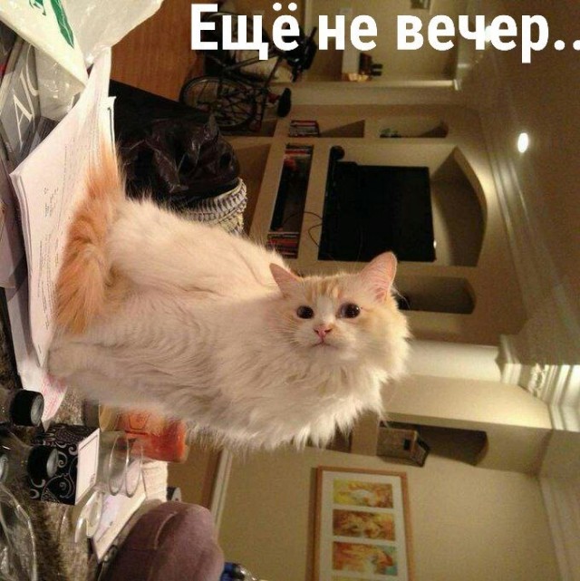 Котовторник в картинках