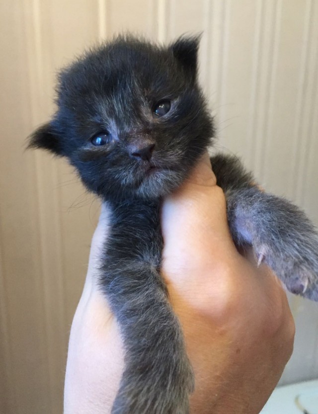 Мэйн-кун!  Котовторнику посвещается!