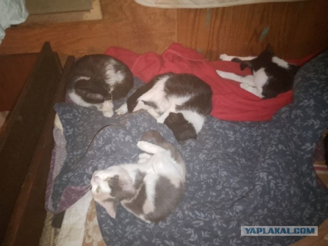 Жизнь домашнего приюта для котеек 525
