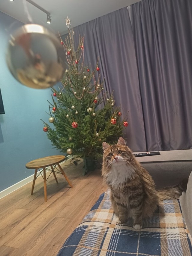 Котовторник