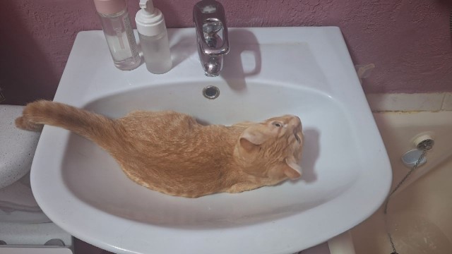 Кошки в санузле.