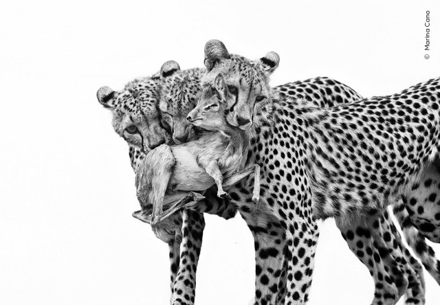 15 главных кадров конкурса Wildlife Photographer of the Year
