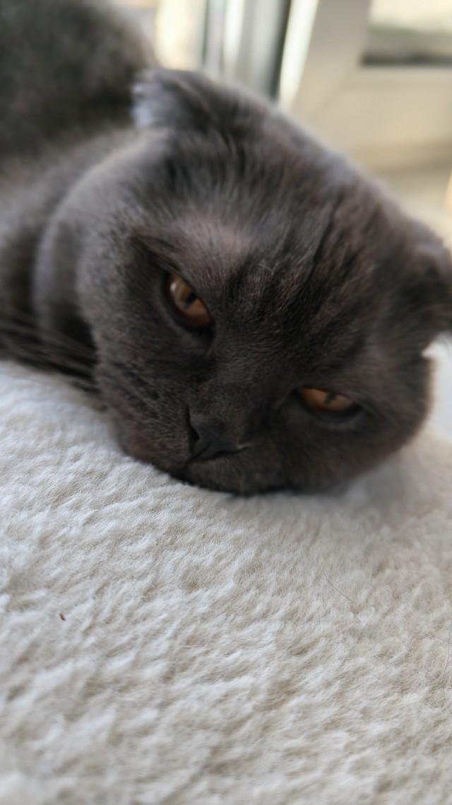 Котовторник 21.10.2025