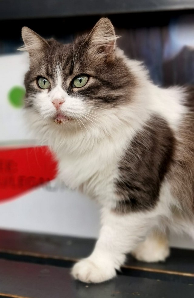 Уличные котики