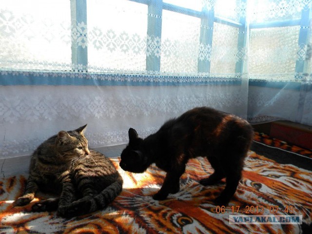 Котовторник 23.07.2013