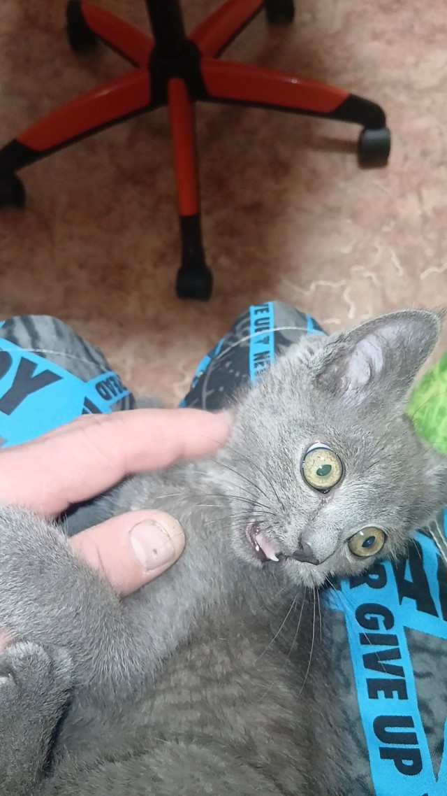 Я обрел хозяина.