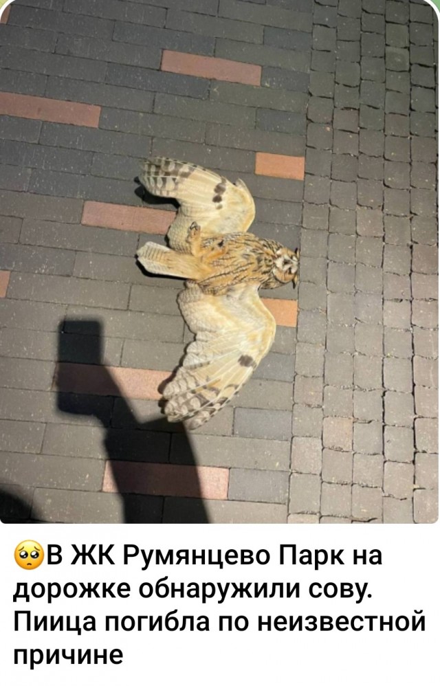 Добрый день, у нас сова.