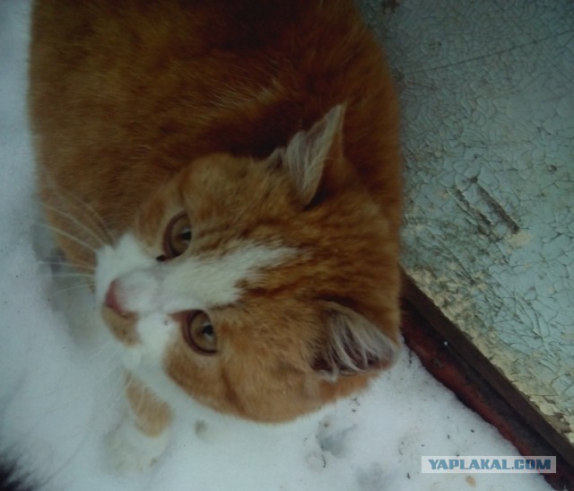 Котовторник  28.01.14