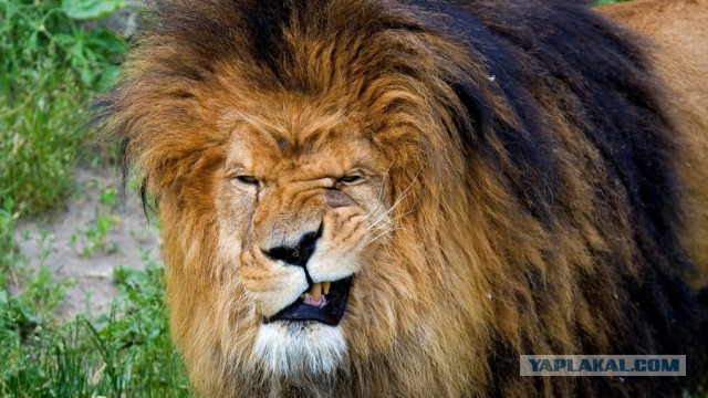 Коты ученых