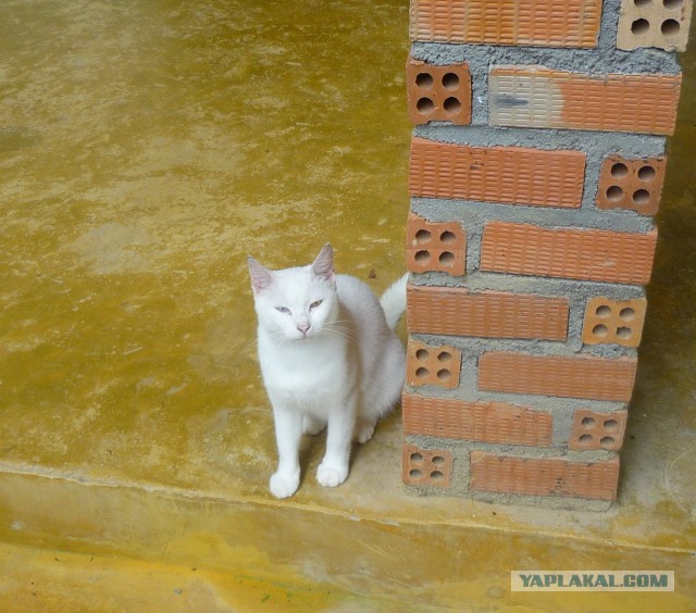 Котовторник 01.04.2014