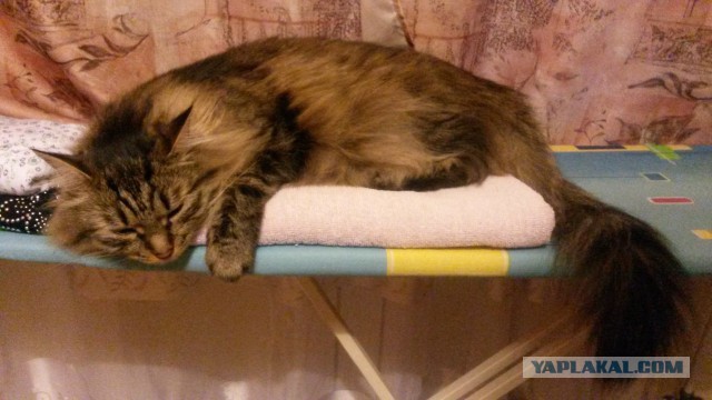 Котовторник 01.07.2014