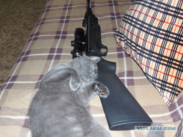 Котовторник 30.09.2014