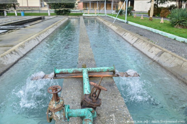 Как выращивают форель в Адлере