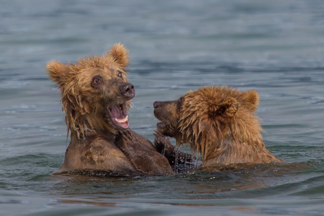 Медвежата Курильского озера