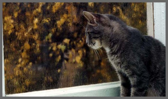 Котовторник на ЯПе (29.01)