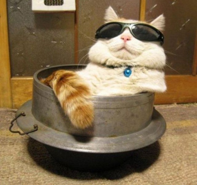 Коты из сети