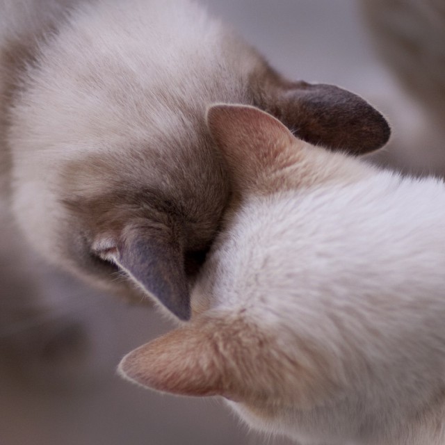 Коты из сети