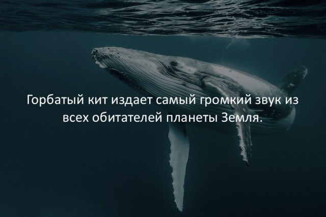 40 интересных фактов в картинках.