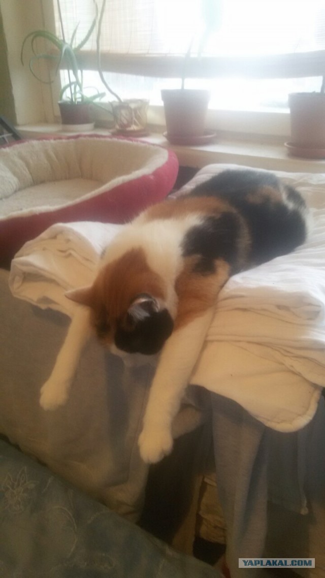 Коты из сети