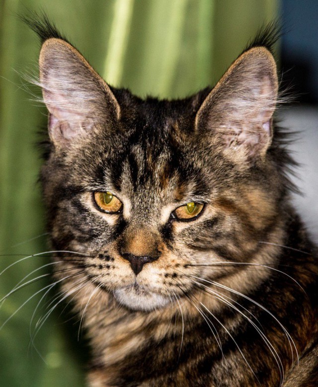 Коты и Кошки